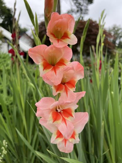 a pale orange gladiola with a vivid orange throat