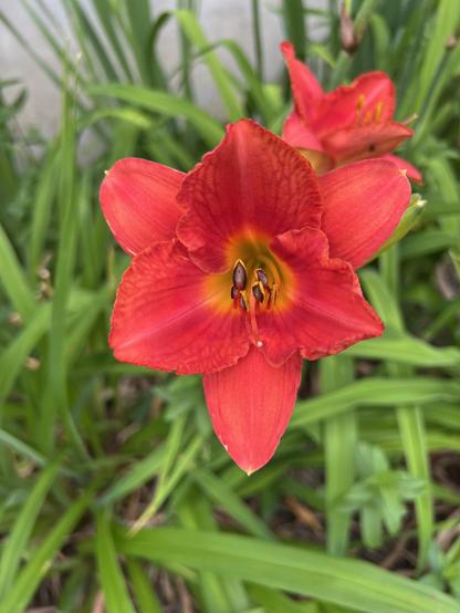 orangey/red, vividly colored daylily in bloom 