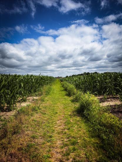 This photo shows a narrow grassy path running through the middle of a green cornfield. Tall corn plants line both sides of the path, standing in neat rows. The sky above is partly cloudy, with large white and gray clouds scattered across a bright blue background. In the distance, beyond the fields, there is a line of trees and a hint of buildings barely visible on the horizon. The scene appears peaceful and rural, likely taken during the summer.