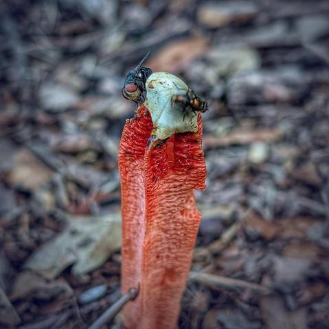 A red-orange phallic looking fungus with flies on its top is disturbing in its essence. The fungi kingdom is strange.