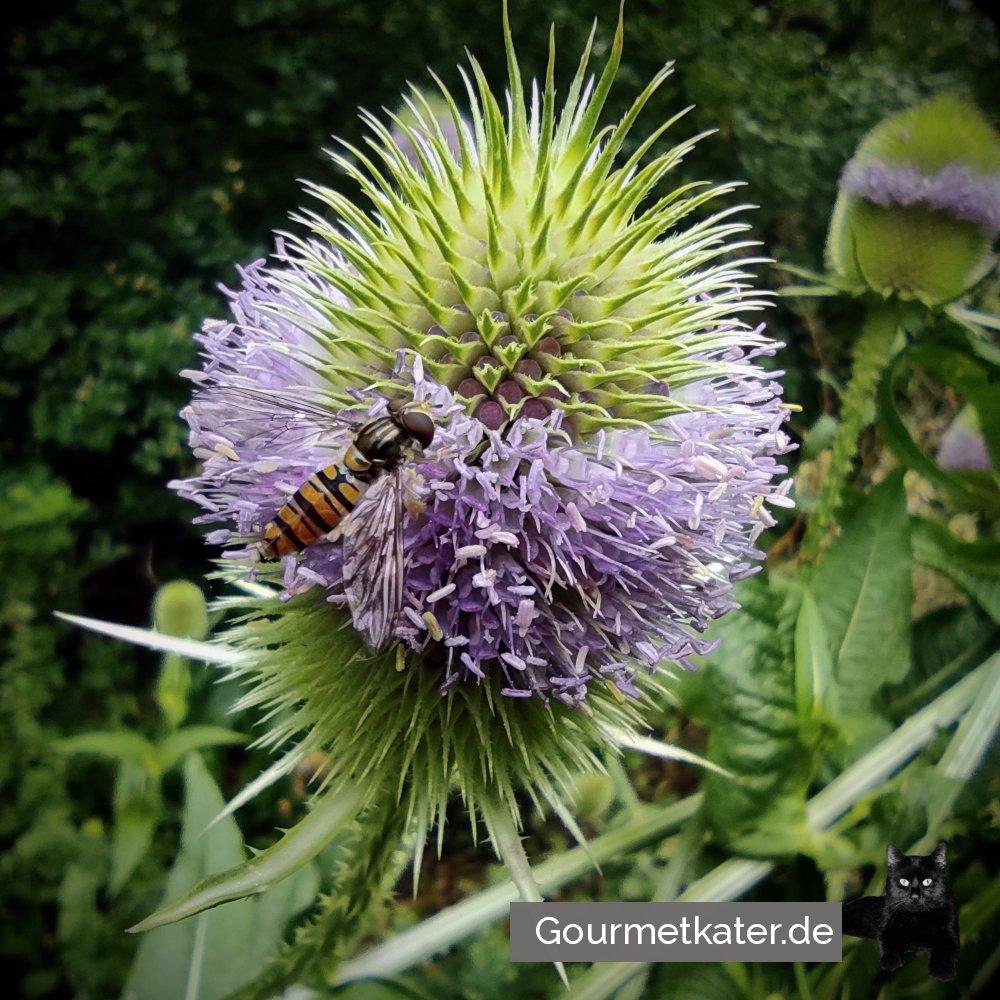 Insektenfreundlich
