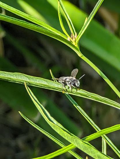 A fuzzy, gray, striped bee-like insect testing on a leaf of a narrow-leaf milkweed plant.