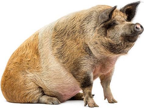 The image features a large pig with a predominantly brown coat, sitting on a white background. The pig's body is plump, with a noticeable pinkish area on its underside, likely indicating its gender. Its fur is coarse and appears to be well-groomed, with a mix of light and dark brown shades. The pig's ears are perked up, and its eyes are closed, giving it a content expression. The pig's snout is short and rounded, with a pinkish nose. The pig's legs are short and sturdy, with visible hooves. The…