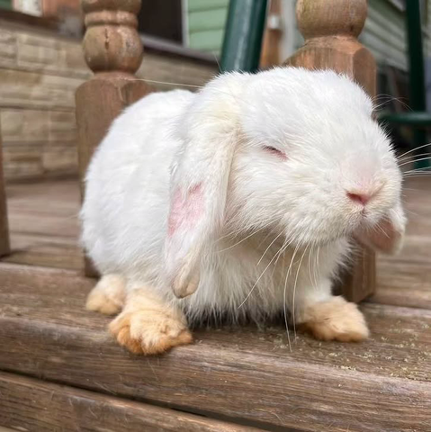  A small white bunny with droopy ears and closed eyes sits quietly on a wooden porch. Its fur is slightly damp, and its little paws are stained.