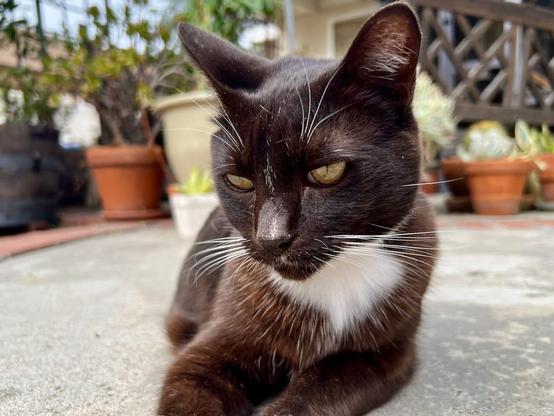 Brown tuxedo cat sitting calmly on a cement backyard patio, gazing dreamily at nothing