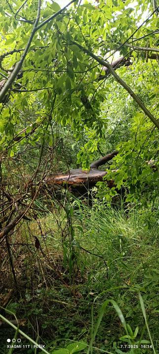The photo shows a piece of landscape completely filled with leaves and branches. In the middle you can see a dry fallen tree trunk.