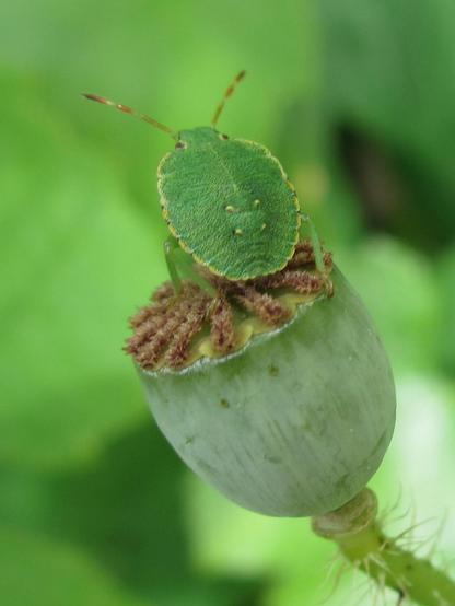 Een groene wants op de zaaddoos van een klaproosje
