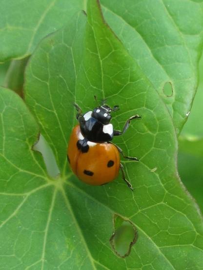 Een lieveheersbeestje op het blad van een haagwinde
