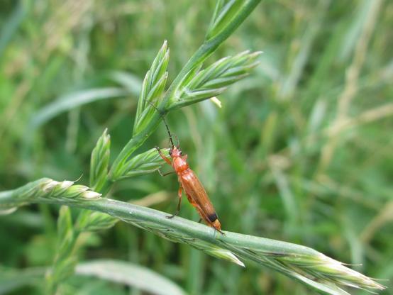 Een soldaatje (kever) op een grasaar