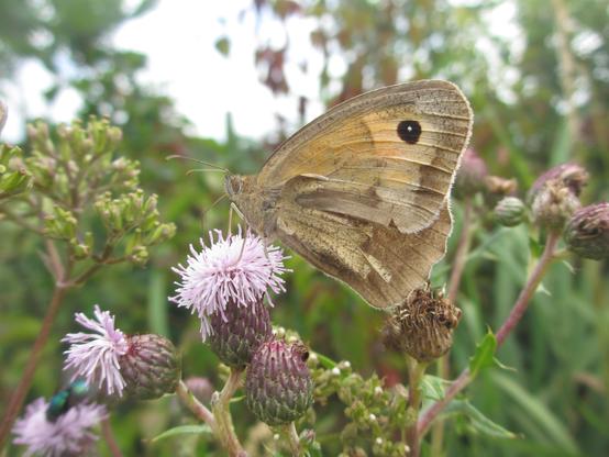 Een zandoogje op een distel
