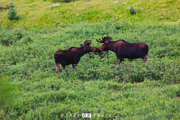 Two moose stand face-to-face in a lush summer meadow along Ohio Pass near Crested Butte, Colorado, appearing to gently touch noses as if sharing a kiss. Wildflowers bloom in the grass, with green forested hills and blue skies in the background.