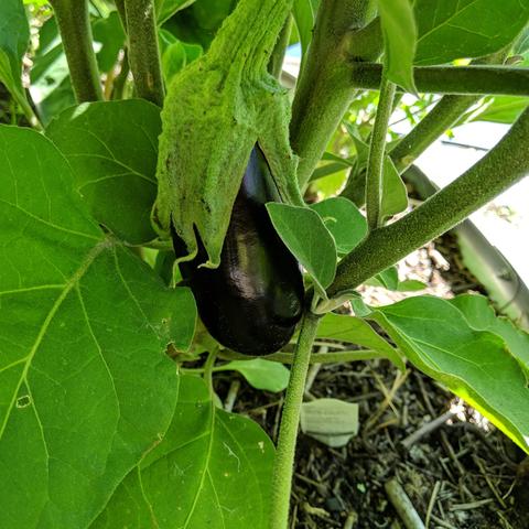 A dark purple eggplant that is emerging from it's thing that covers it up until it gets bigger.