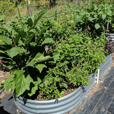 A photo of a 8x4 foot raised bed, 2.4m x 1.2m, that has eggplants on each end near and far, jalapeno hot peppers on the left side and California Wonder 300 bell sweet peppers on the right. The edge of the right side has basil plants with some Thai basil near and lemon and/or lime past it and some Dark Opal basil at the far end. There are also two volunteer tomatillo plants near the far end that are as tall as the eggplants and have yellow blossoms.