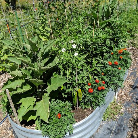 The other raised pepper bed of the same size, it has 2 eggplants each end, all the pepper plants are Red Marconi which are long pointy sweet peppers, and the right edge has some marigolds and the center has a white volunteer petunia and some basil plants. Beyond the bed are runner beans on a 10-line cattle panel trellis.