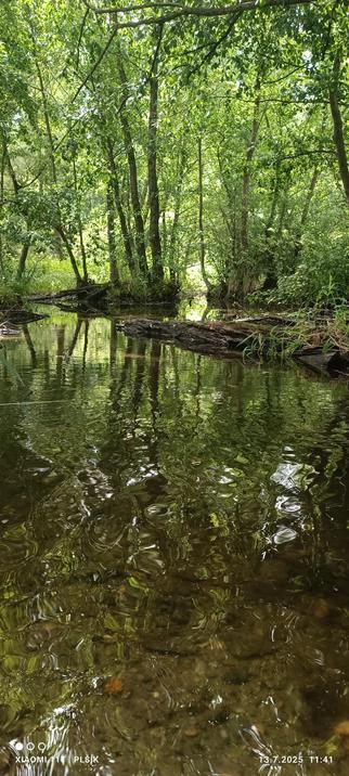 The photo shows the water surface shaded by trees, so everything has a green tinge. In the background you can see trees, some growing out of a small island.