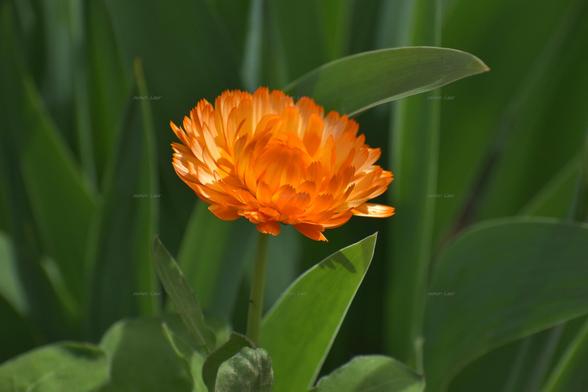 Flower, closeup, color, photo