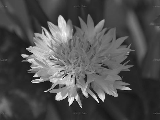 Flower, closeup, black and white, photo