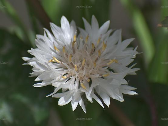 Flower, closeup, color, photo