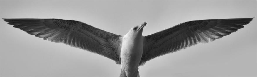 Bird, closeup, black and white, photo