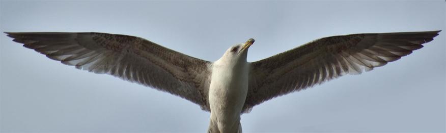 Bird, closeup, color, photo