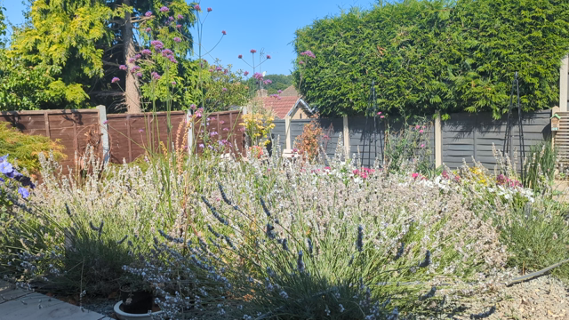 Lavender, bees and verbena in the gravel garden at the back of the house. 

The background is the grey fence on the right surmounted by a large hedge of leylandii the neighbour doesn't maintain. 

On the right running down the garden is the general stained fence with juniper tree and shrubs being. 

In the gap between is the deep blue sky and the further side of the small valley.