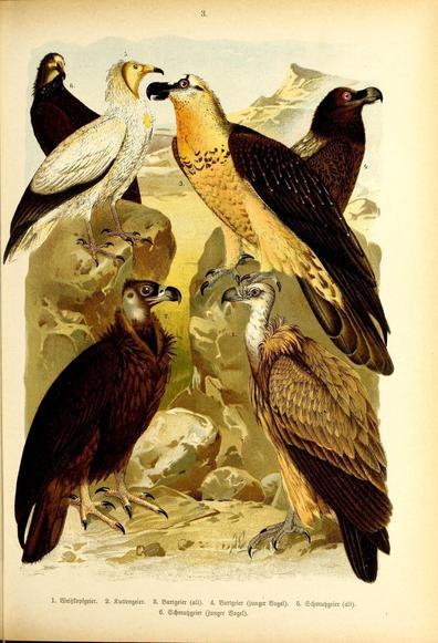 Die Vögel Europas : Stuttgart : C. Hoffmann'sche Verlagsbuchhandlung, 1897

'illustration historique intitulée "Die Vögel Europas", datant de 1897

source : @biodiversitypix@mastodon.art 