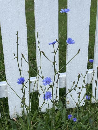 scraggly foliage but brilliant blue flowers of bachelor buttons against a white picket fence