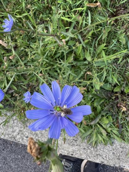 a small bee gathering pollen from one of the bachelor button flowers. based on its bright green color and striped abdomen, I think it’s a green sweat bee. It has very large pollen baskets on either side of its body, filled with white powder