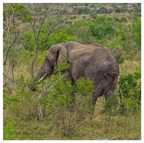 This is a colour, art edited photo of an old retired bull elephant standing in solitude amongst the green foliage of Kruger National Park, South Africa