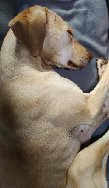 Ylvi, ein blonder Hund, liegt auf der Seite auf einem grauen Kissen. Die Beine leicht angewinkelt und der Kopf leicht zur Brust gezogen. 