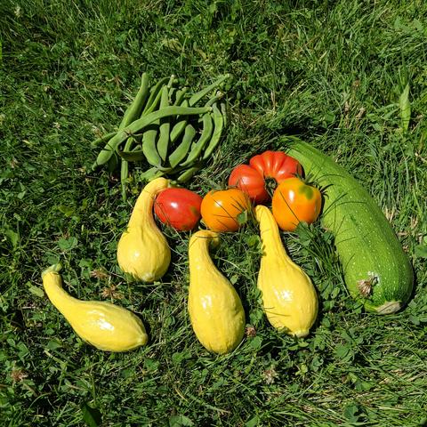 A photo showing 4 crook-neck yellow squash, 1 zucchini, 2 orange Flamme tomatoes, 2 red early pollinated and slightly deformed large red cherry tomatoes, and a handful of scarlet runner green beans. They are arranged on a lawn of dutch clover and grass.