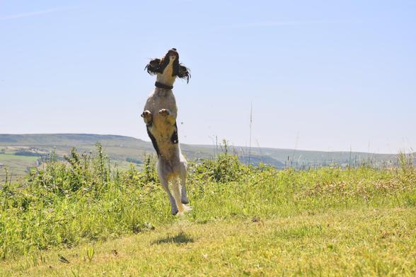 A young brown and white springer spaniel in a grassy field,  leaping into the air trying to catch droplets of water. Her ears are flapping upwards.