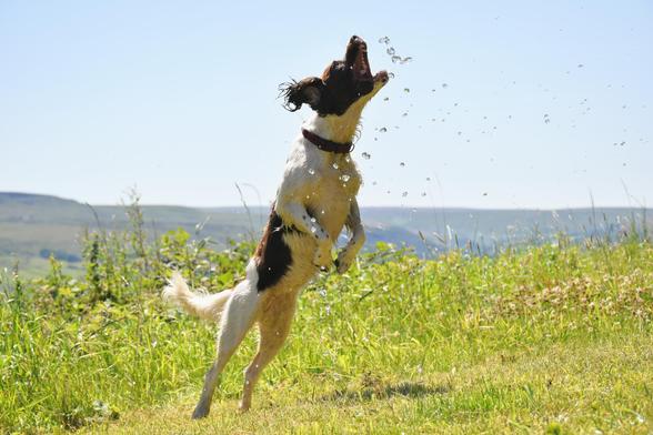 A young brown and white springer spaniel in a grassy field,  leaping into the air with her mouth open trying to catch large droplets of water.