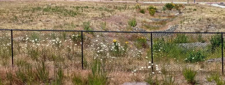 a grass field mostly brown with dozens of white and yellow wildflowers