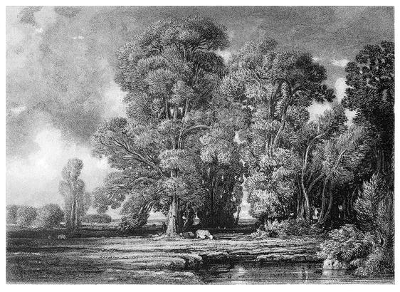 Etching of a level landscape featuring a clump of tall trees, a pond in the foreground, and a few scattered grazing cows