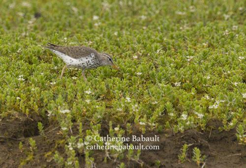 A shorebird with yellow legs. Its body is mostly gray with spots in its white belly. It is foraging in short green vegetation with small white flowers.