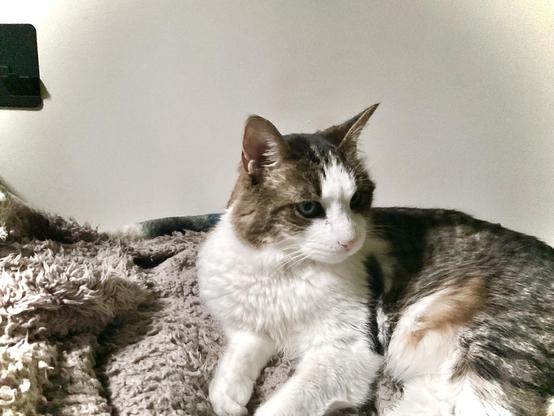 Critter the cat has just awakened from a dream (not sure if it was pleasant or not).  She is looking off to the side across her reclining posture.