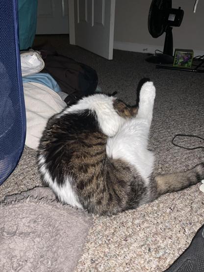 Critter the cat on the floor, grooming.  One hind leg is in the air, and herface is hidden by it.