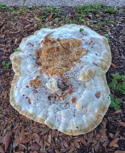 A large flat bracket fungus on the ground, looking a bit like a giant breakfast danish. Mostly white, with tan margins and a center the color and texture of pie crust. About 12 by 20 inches, roughly.