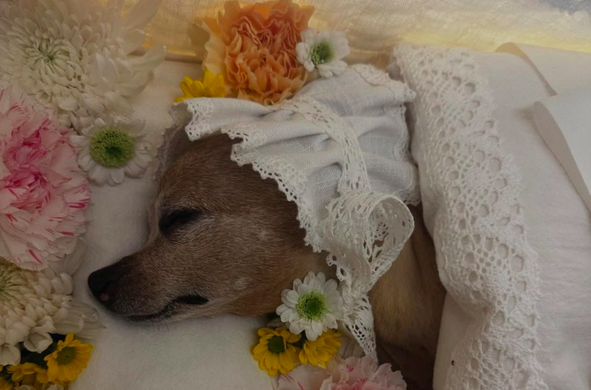 Lee Min Ho's beloved dog choco