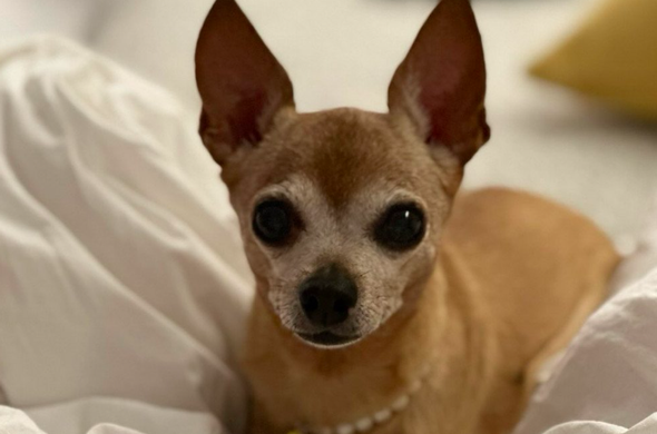 Lee Min Ho's beloved dog choco