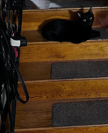 Picture of a black cat laying on the ONE stair down from the top, presumably on the theory that we are MORE likely to step on him there, since he’s hidden more.