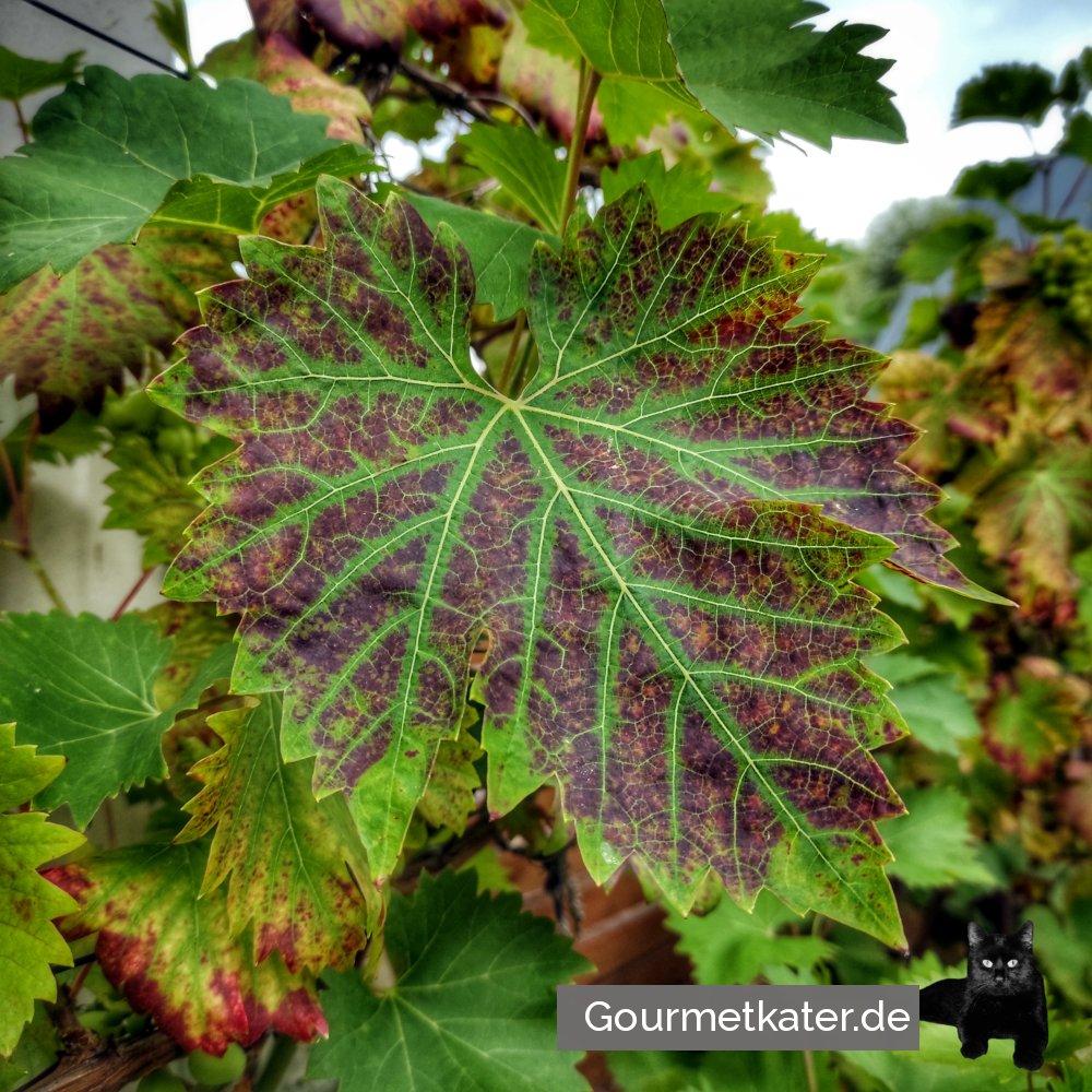 Weinblatt