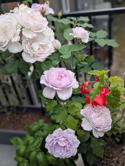 White roses on top, pink lavender roses lower on the same plant. Some red tuberose begonias poking into the shot, too!