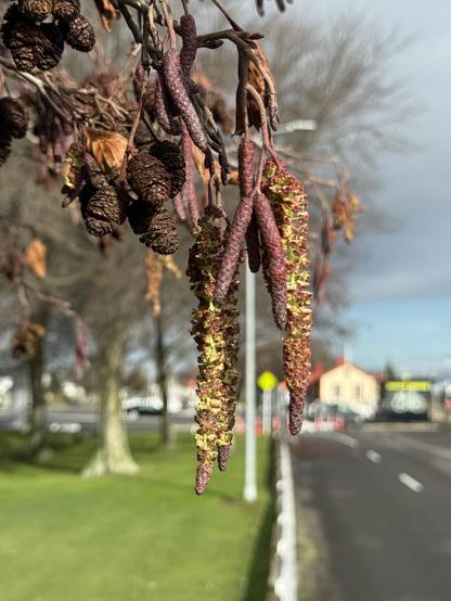 Catkins and cones on Alder 