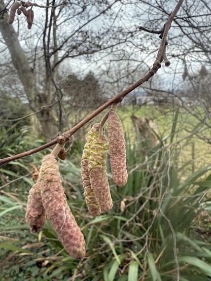 Catkins or lamb’s tails on Hazel 