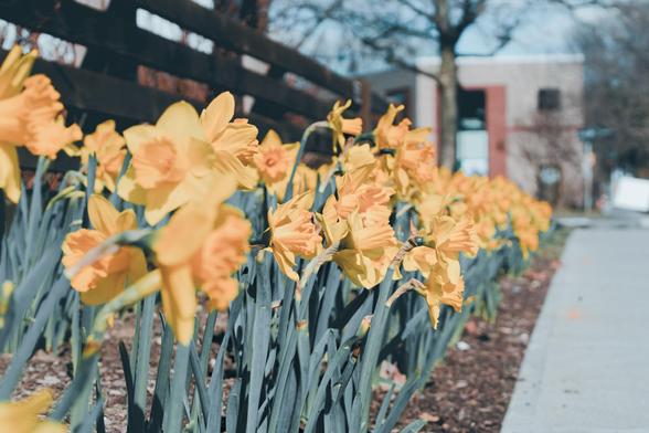 A row of daffodils along a sidewalk slanted away from the camera such that only the middle are in focus: behind find a dark brown split rail fence and a pleasantly geometric building.