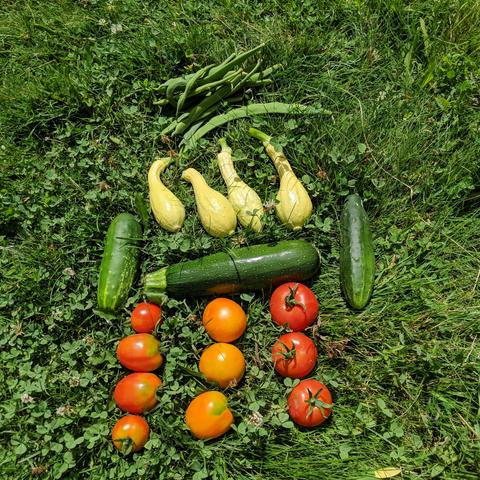 A large handful of green beans, 4 crook-neck yellow squash, 1 green zucchini, 2 cucumbers, and 10 orange and red tomatoes. The tomatoes on the left are big cherry tomatoes, the middle 3 are orange Flamme, and the 3 on the right are saved seeds from Costco Campari tomatoes.