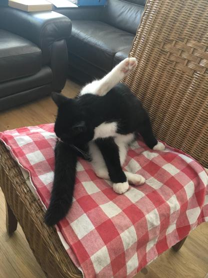 Black-and-white cat cleaning himself on a chair