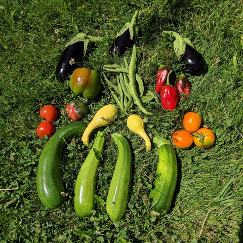 A photo with the harvest from the garden on July 15, 2025. There are 4 green zucchini, 2 yellow summer squash, 2 campari tomatoes, 3 flamme tomatoes, 3 stubby red marconi peppers, 1 big bell pepper and 1 stubby one, a handful of green runner beans, and 3 eggplants!